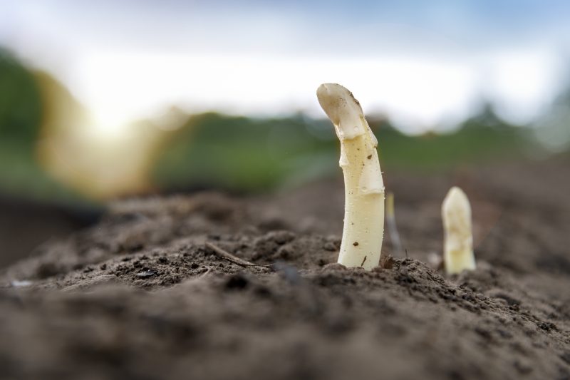 Asparagus crowns emerging through soil, early morning on the furrows, selective focus, intended lens flare
