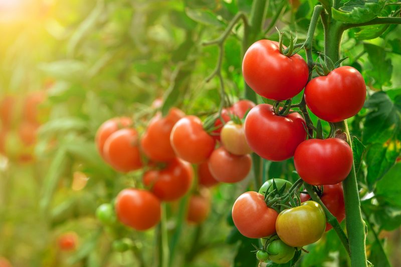 Tomatoes growing in greenhouse