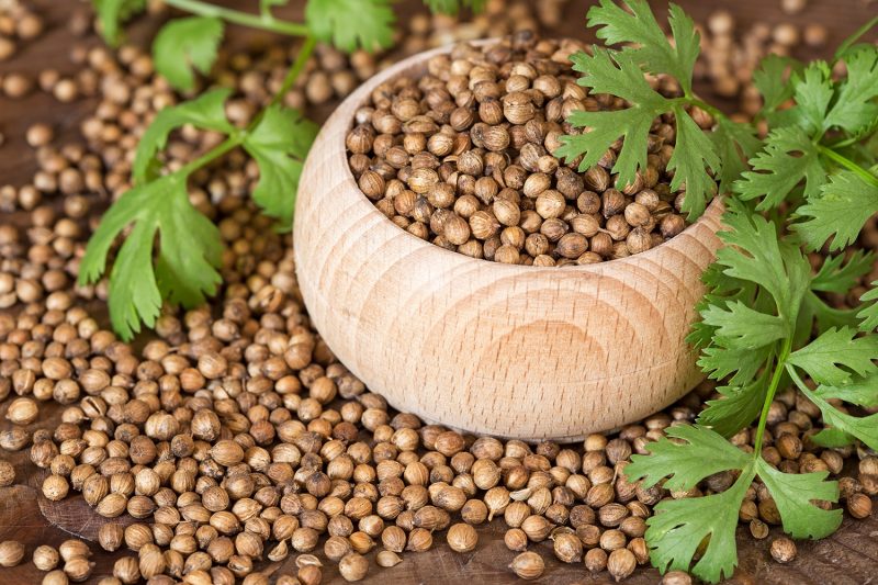 Coriander seeds and leaves on  wooden background