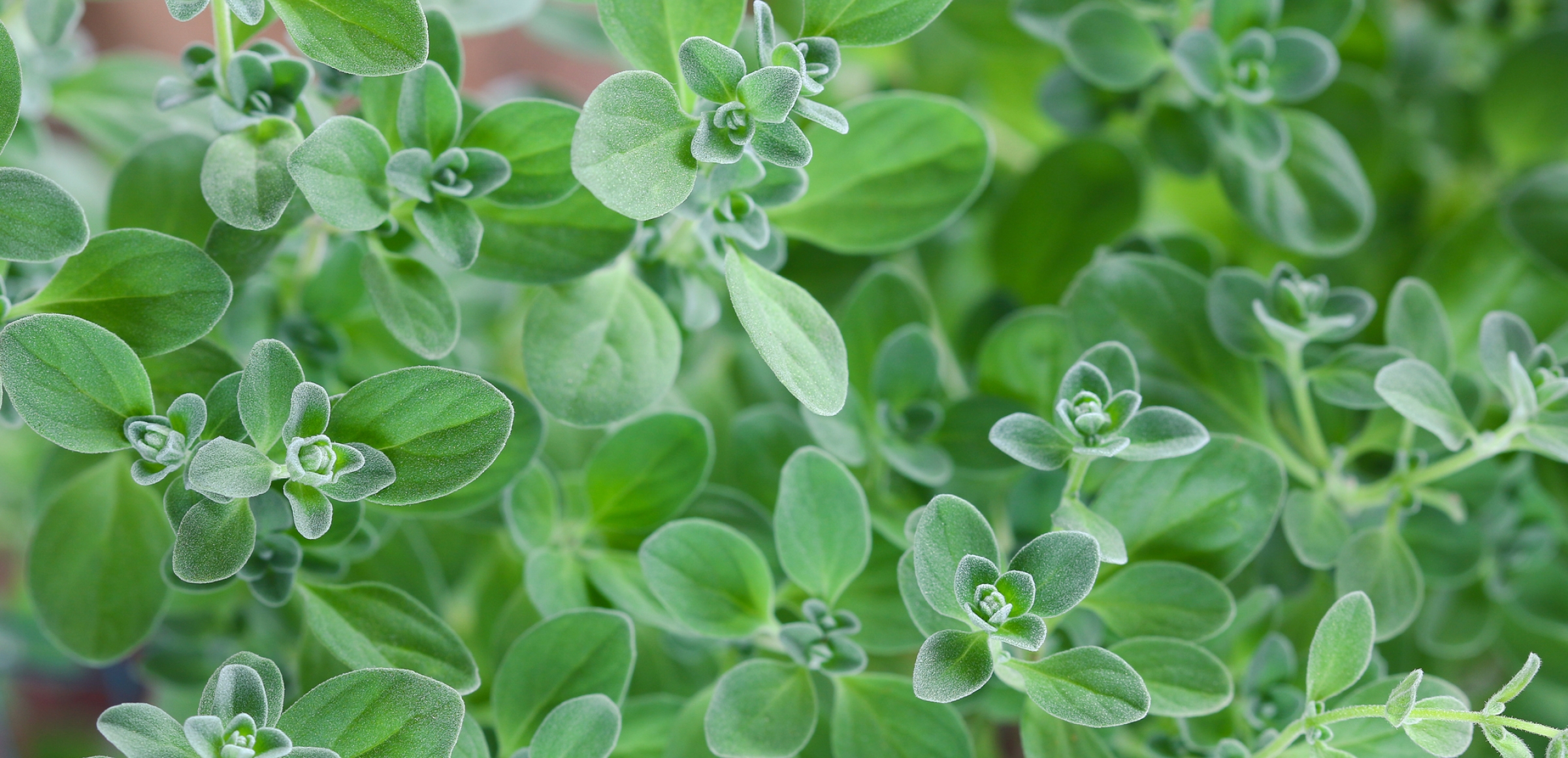 Was ist Majoran? Gewürzlexikon