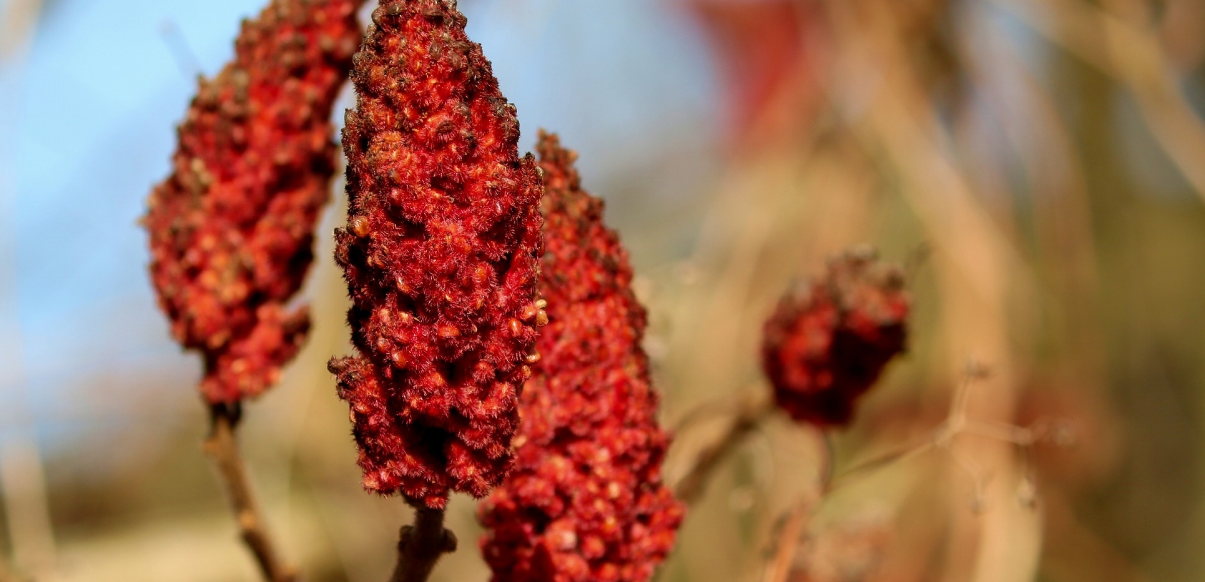 Was ist Sumach? Gewürzlexikon